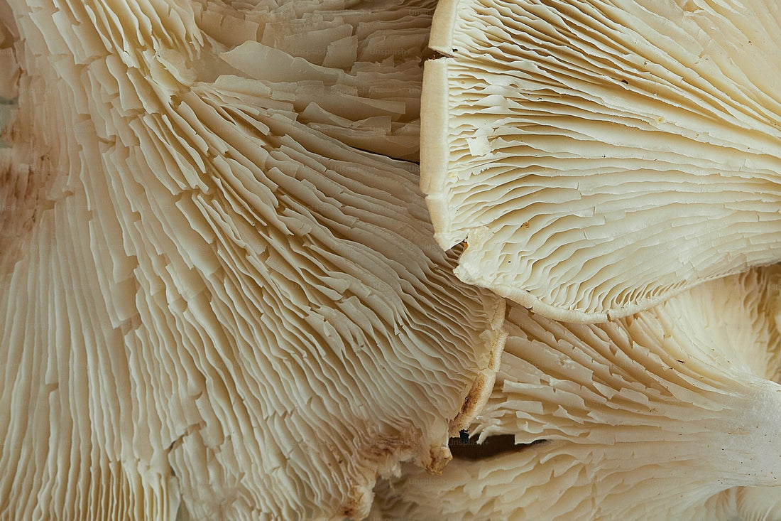 The Long Game: How Lion’s Mane Protects the Brain From Decline